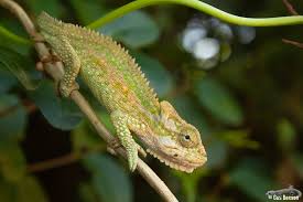 Image result for Chamaeclitandra