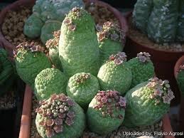 Many plants have similar defense mechanisms, but they are usually. Lavrania Cactiformis Cacti And Succulents Miniature Plants Cactus Plants