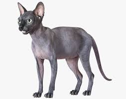 They will grow up to be very protective and gentle cats, and they make a great choice of cat for most families. Sphynx Cat Black 3d Cgtrader