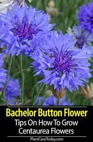 Pin On Best Of Plantcaretoday