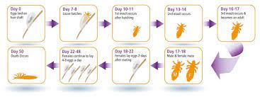 Pin On Anti Lice Treatment