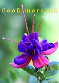 We have shared with you by writing good morning wish above best colorful flower hd images which you can download for free & we hope you will like our. Top 50 Good Morning Flowers Images Pictures Hd Photos Free Download