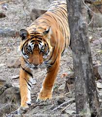 Pin On Big Cats Wild Cats