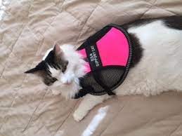 Having a cat brings the same positive effects as dogs. Small Service Animal Mesh Vest