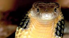 Level 2C Introduction to Venomous Snakes in Captivity