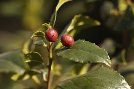 Image result for Rhamnus prinoides
