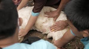 Innocent woman killed like a dog! Slaughter Goat Stock Video Footage 4k And Hd Video Clips Shutterstock