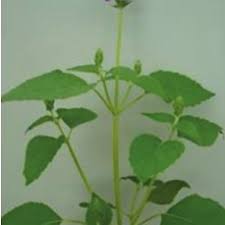 Green leafy plant with purple flowers. Salvia Hispanica L Plant With Purple Flower And Large Leaves 10 Download Scientific Diagram