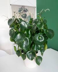 Peperomia Polybotrya Peperomia Plants Evergreen Plants