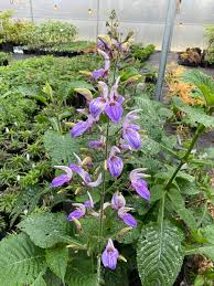 Image result for Brillantaisia owariensis