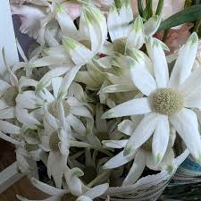 花屋シンシア