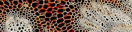 Venus flytrap under a microscope. Making A Wet Mount Microscope Slide Microbehunter Microscopy