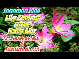 We did not find results for: Tanaman Hias Lily Zephyr Atau Fairy Lily Proses Tanam Di Pot Youtube
