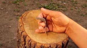 Interesting, would you say the stump was hidden and that would excuse why the first contractor missed it, or was it just a case of shoddy work? Skink Stock Video Footage 4k And Hd Video Clips Shutterstock