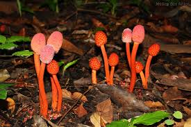 Image result for Balanophoraceae