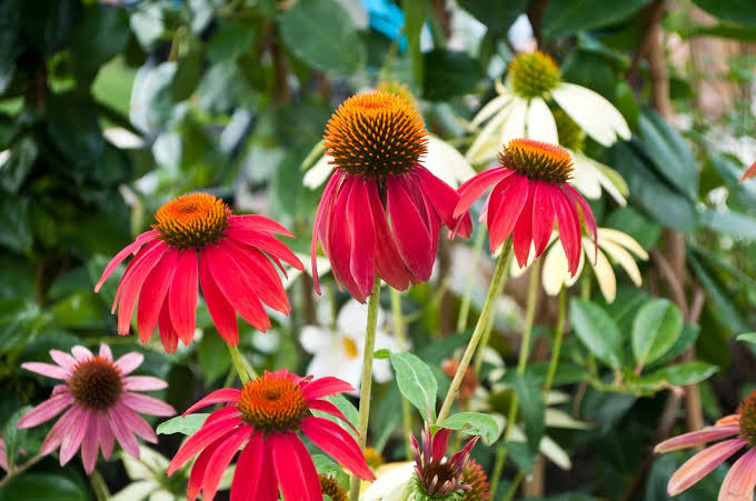 Top 35 Coneflower Varieties and Care Tips