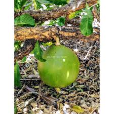 Because of its many uses in folkloric healing, calabash tree is considered as miracle tree of general santos city. Buy Crescentia Cujete Calabash Tree With Canarius