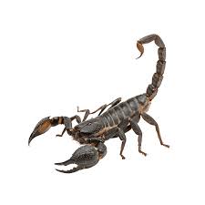 Scorpion Identification: Facts, Information, & Pictures