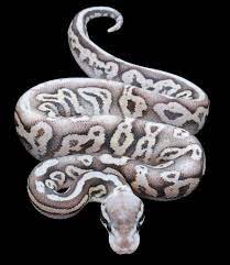 Pythonregius Com Constrictors Unlimited Ball Python Morphs Ball Python Reptiles