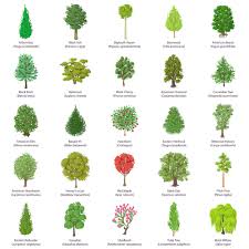 In some usages, the definition of a tree may be narrower. 42 Common Types Of Trees With Names Facts And Pictures