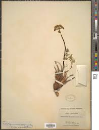 Image result for Deverra burchellii