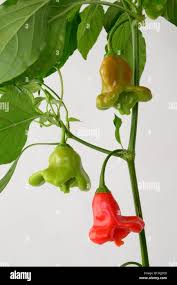 Image result for Capsicum baccatum