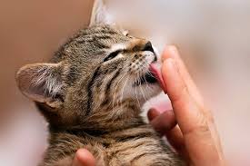 What Does It Mean When Your Cat Licks You Petset Com