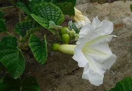 Image result for Ipomoea albivenia