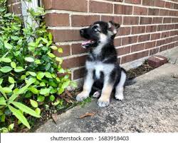 Curioso Cachorro Shepsky Pastor Aleman Y Foto De Stock 1683911848 Shutterstock