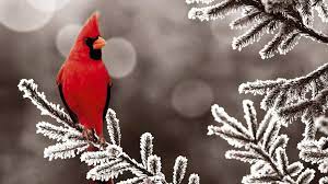 Like most birds, cardinals do not hibernate. Winter Cardinal Wallpapers Top Free Winter Cardinal Backgrounds Wallpaperaccess