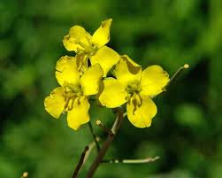 Image result for Diplotaxis tenuifolia
