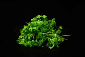 Proyecto 4 | Chícharo Despeinado | Microgreen