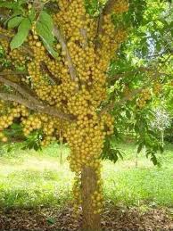 Extremely cold hardy, small in size, unusual. Lotkon Fruit Tree Bangladesh Fruit Garden Fruit Trees Weird Fruit