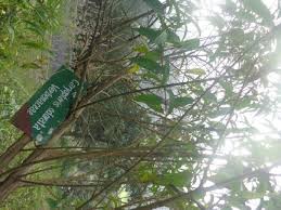 Image result for Caryopteris odorata