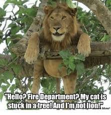 It operates in html5 canvas, so your images are created instantly on your own device. Chello Fire Department My Cat Is Stuck In A Tree And I M Not Lion R Meme Meme On Me Me