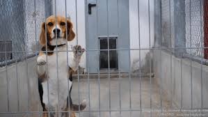 The cells and tissues from the liver, kidney, brain, skin etc. Animal Experimentation Animals Australia