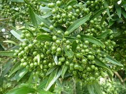 Image result for Pavetta