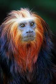 Brazil Wonders Animals Nature Animals Endangered Animals