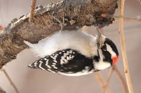 Common Birds Of North Idaho What Are The Most Common Backyard Birds In The U S In 2020 Common Birds Backyard Birds Woodpecker