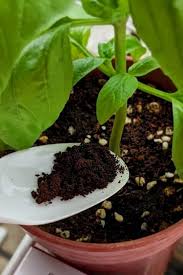 What can i do with old coffee grounds? Coffee Grounds For Houseplants Are They Good For Your Indoor Plants