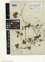 Image result for Corallocarpus schimperi