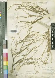 Image result for Lophiocarpus polystachyus