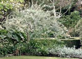 winterharte geholze fur einen mediterranen garten pyrus salicifolia pendula weidenblattrige birne mediterraner garten garten anpflanzen garten