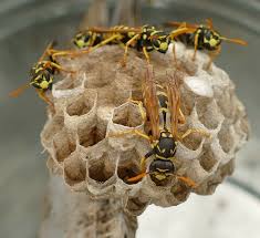 The insecto wasp smoke bomb comes in three different sizes to eliminate any size wasp infestation in small or large rooms. How To Protect Yourself From Wasps And Hornets In Nc Carolina Pest