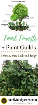 A food forest, or edible forest garden, is a food production strategy. Food Forests Plant Guilds In Permaculture Design Family Food Garden