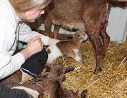 Kidding In Winter The Thrifty Homesteader