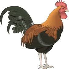 Kumpulan gambar tentang animasi gambar ayam, klik untuk melihat koleksi gambar lain di kibrispdr.org. 56 Gambar Kartun Hewan Ayam Himpun Kartun