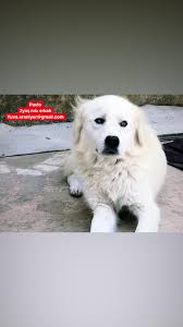 Banu Aydin Adli Kullanicinin Yuva Arayan Cocuklarimiz Panosundaki Pin
