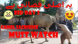 Eid ul adha camel qurbani video 2020 | eid e qurban. Ont Ki Qurbani Camel Sacrifice Eid Day Eid Ul Adha Camel Qurbani Youtube