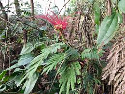 Image result for Droogmansia